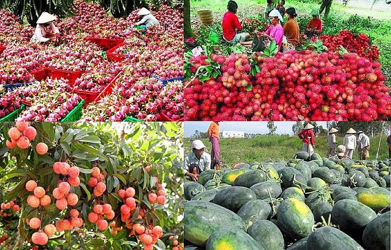 Xuất khẩu rau quả: Giữ vững thị trường Trung Quốc bằng chất lượng