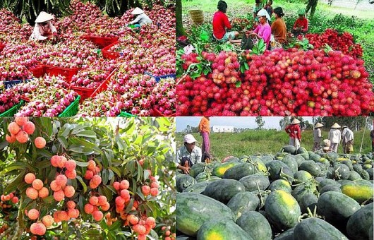 Xuất khẩu rau quả: Giữ vững thị trường Trung Quốc bằng chất lượng