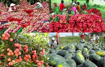 Xuất khẩu rau quả: Giữ vững thị trường Trung Quốc bằng chất lượng
