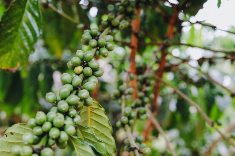 Giá cà phê tiếp tục giảm sâu do nguồn cung tăng từ Brazil