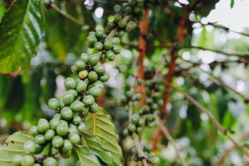 Giá cà phê tiếp tục giảm sâu do nguồn cung tăng từ Brazil
