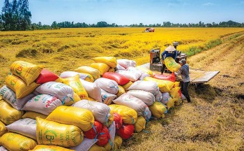 Từ chất lượng đến bền vững: Gạo Việt chuyển mình