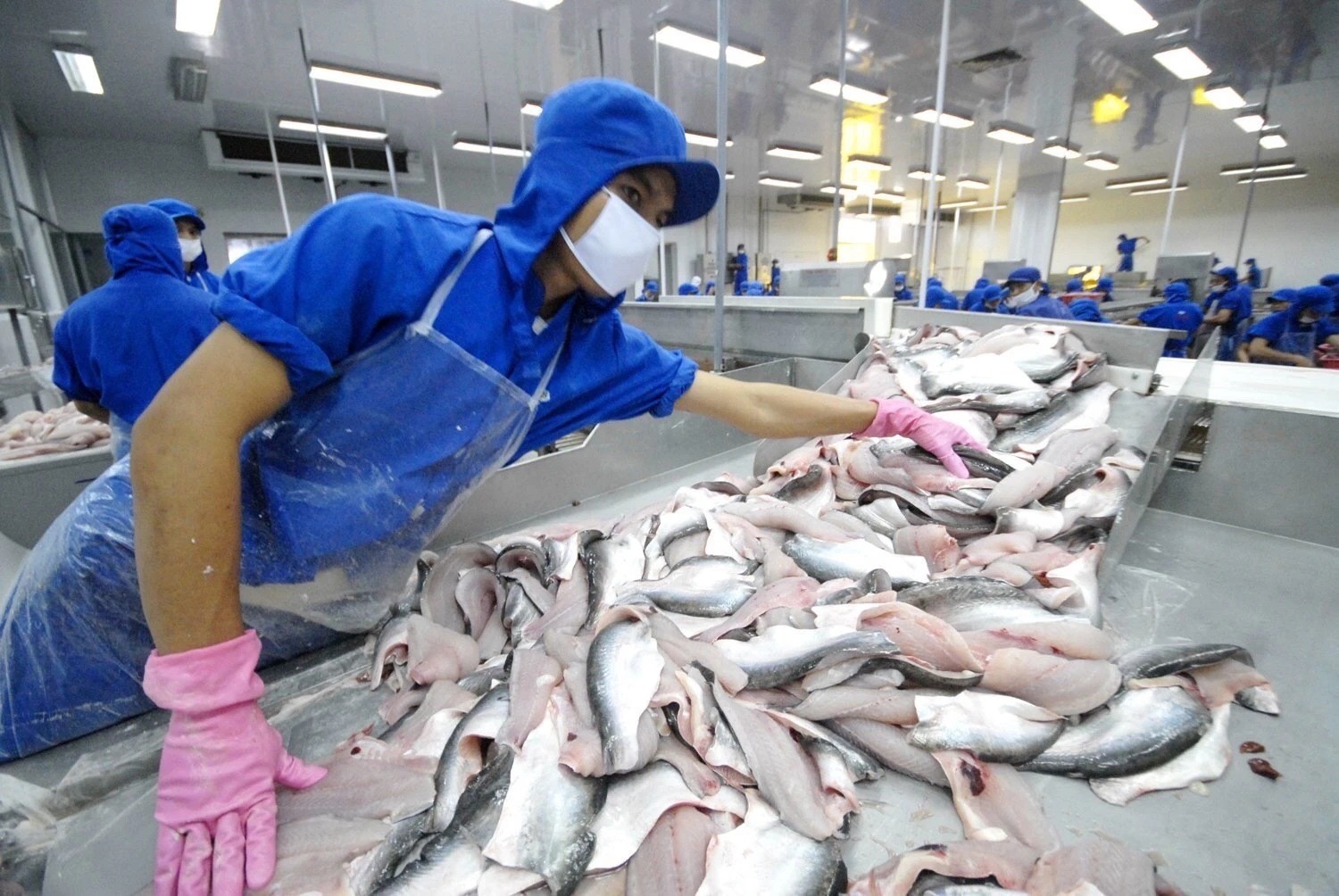 Việt Nam và Hoa Kỳ đều là những nước có thế mạnh về nông nghiệp nhưng có tính chất bổ trợ lẫn nhau, không cạnh tranh trực tiếp. Ảnh minh hoạ