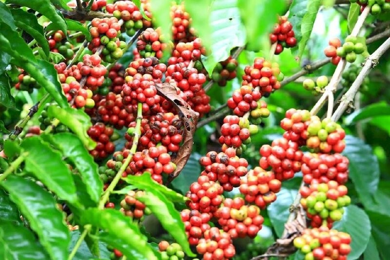 Giá cà phê giảm mạnh do nguồn cung dồi dào