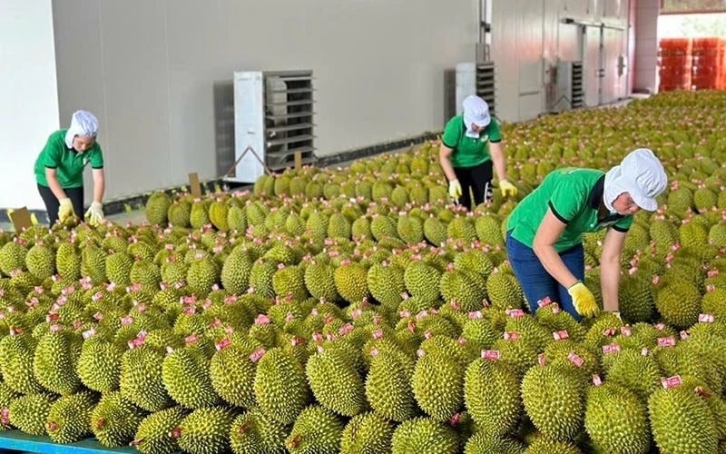 Xuất khẩu nông, lâm, thủy sản tăng mạnh 5 tháng đầu năm 2025, thị trường mở rộng