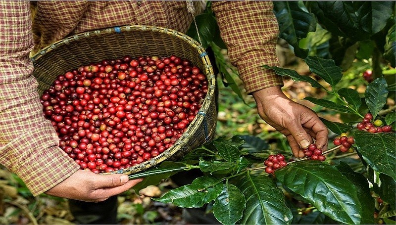 Xuất khẩu nông, lâm, thủy sản tăng mạnh 5 tháng đầu năm 2025, thị trường mở rộng