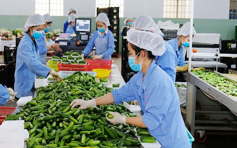 Xuất khẩu nông, lâm, thủy sản tăng mạnh 5 tháng đầu năm 2025, thị trường mở rộng