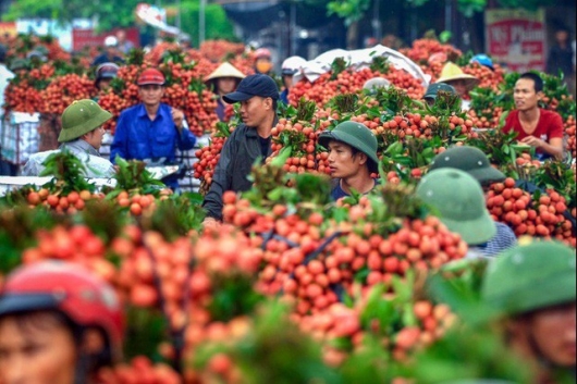 Chương trình: “Du lịch mùa hè vải thiều Lục Ngạn – Tinh hoa trái cây Việt”