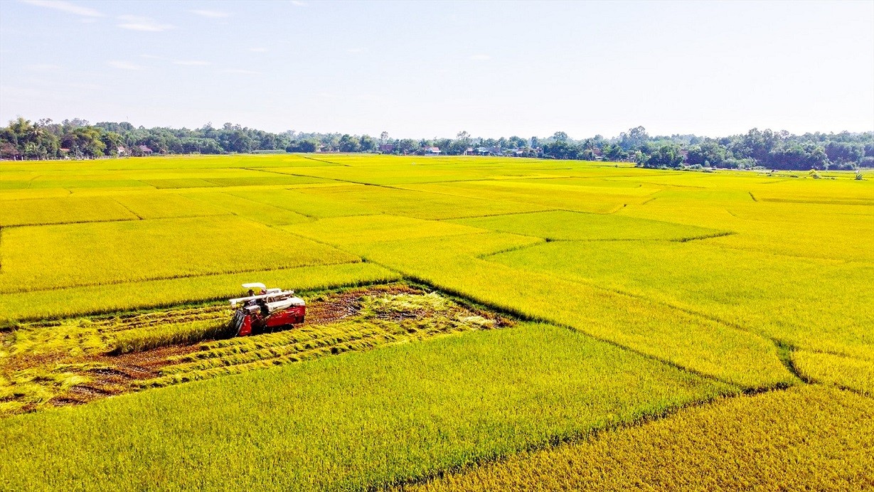 Xuất khẩu gạo sang Trung Quốc tăng trưởng trở lại