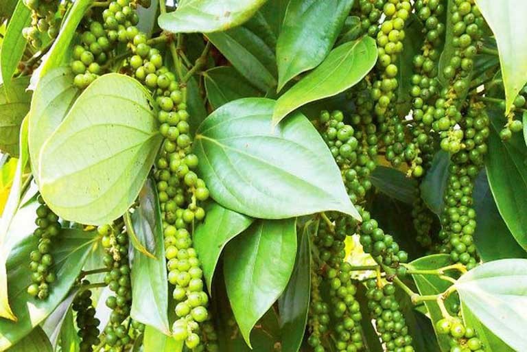 Giá tiêu giảm mạnh trong nước, kỳ vọng phục hồi nhờ tín hiệu từ Mỹ