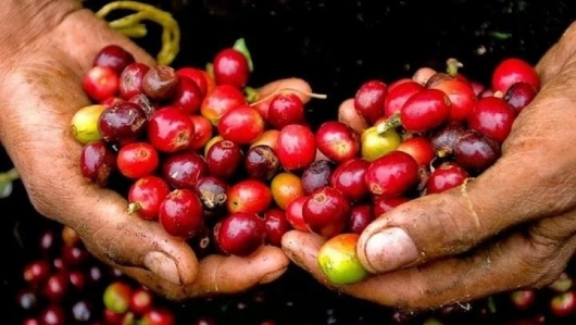 Giá cà phê giảm mạnh, thị trường toàn cầu đối mặt nhiều biến động