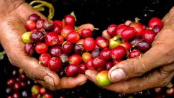 Giá cà phê giảm mạnh, thị trường toàn cầu đối mặt nhiều biến động