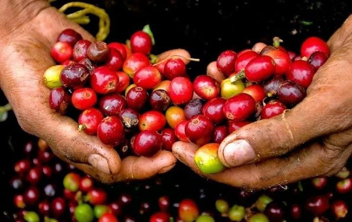 Giá cà phê giảm mạnh, thị trường toàn cầu đối mặt nhiều biến động