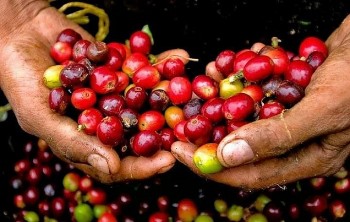 Giá cà phê giảm mạnh, thị trường toàn cầu đối mặt nhiều biến động