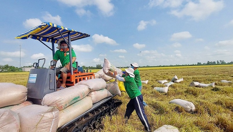 Cần đa dạng hóa thị trường xuất khẩu gạo