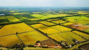 Bộ trưởng Tài chính: Miễn thuế đất nông nghiệp đến 2030, hỗ trợ trực tiếp nông dân mà không giảm thu