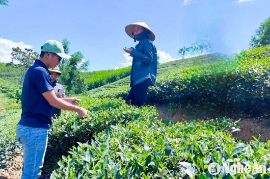 Xây dựng thương hiệu chè hữu cơ từ nền tảng quản lý sinh thái