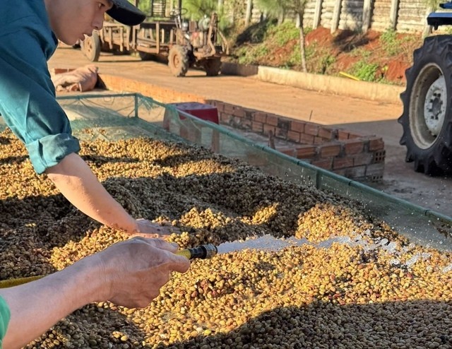 Giá cà phê rơi về vùng thấp mới, robusta chạm đáy 10 tháng