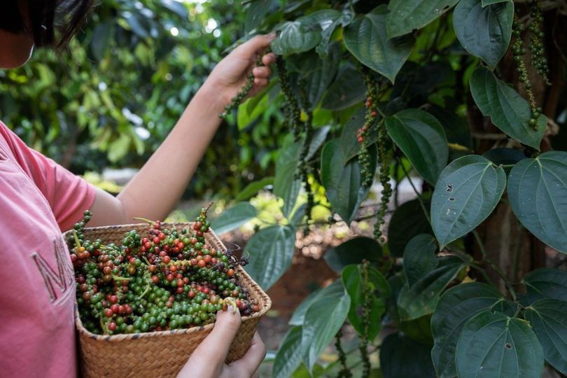 Giá tiêu xuống thấp nhất kể từ đầu tháng 6/2024