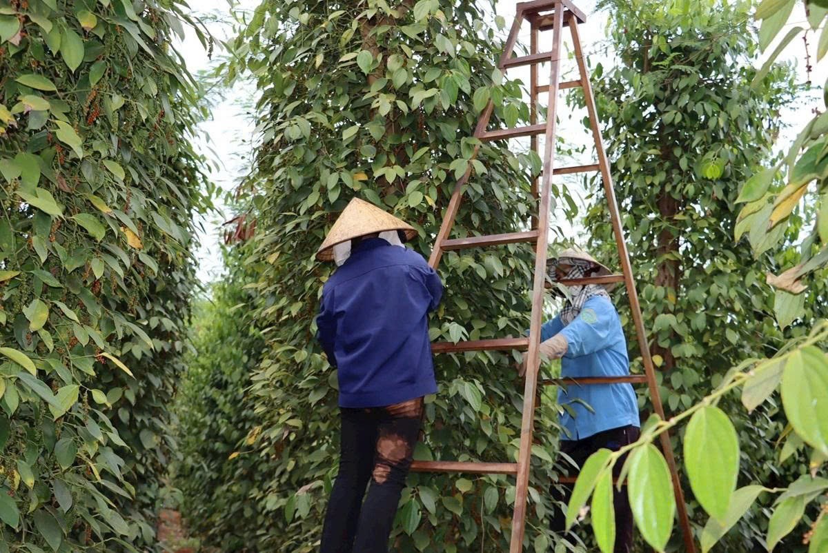 Giá tiêu trong nước mất mốc 130.000 đồng/kg