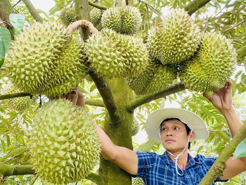 Nông dân chăm sóc vườn sầu riêng trong giai đoạn chuẩn bị thu hoạch, hướng tới sản xuất an toàn và bền vững.