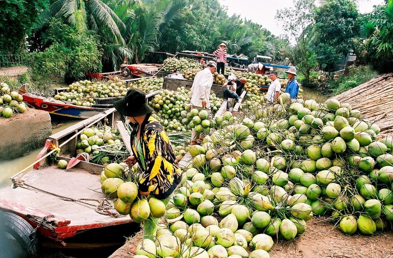 Giá dừa tươi tăng vọt trong nhiều năm, cần kiểm soát xuất thô để phát triển bền vững