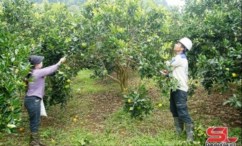 Phù Yên đẩy mạnh phát triển nông nghiệp hữu cơ