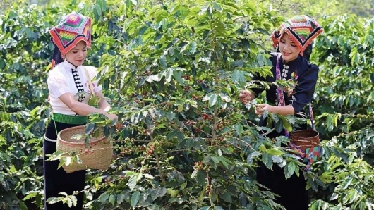 Giá cà phê rớt sâu chưa từng thấy trong hơn một năm qua