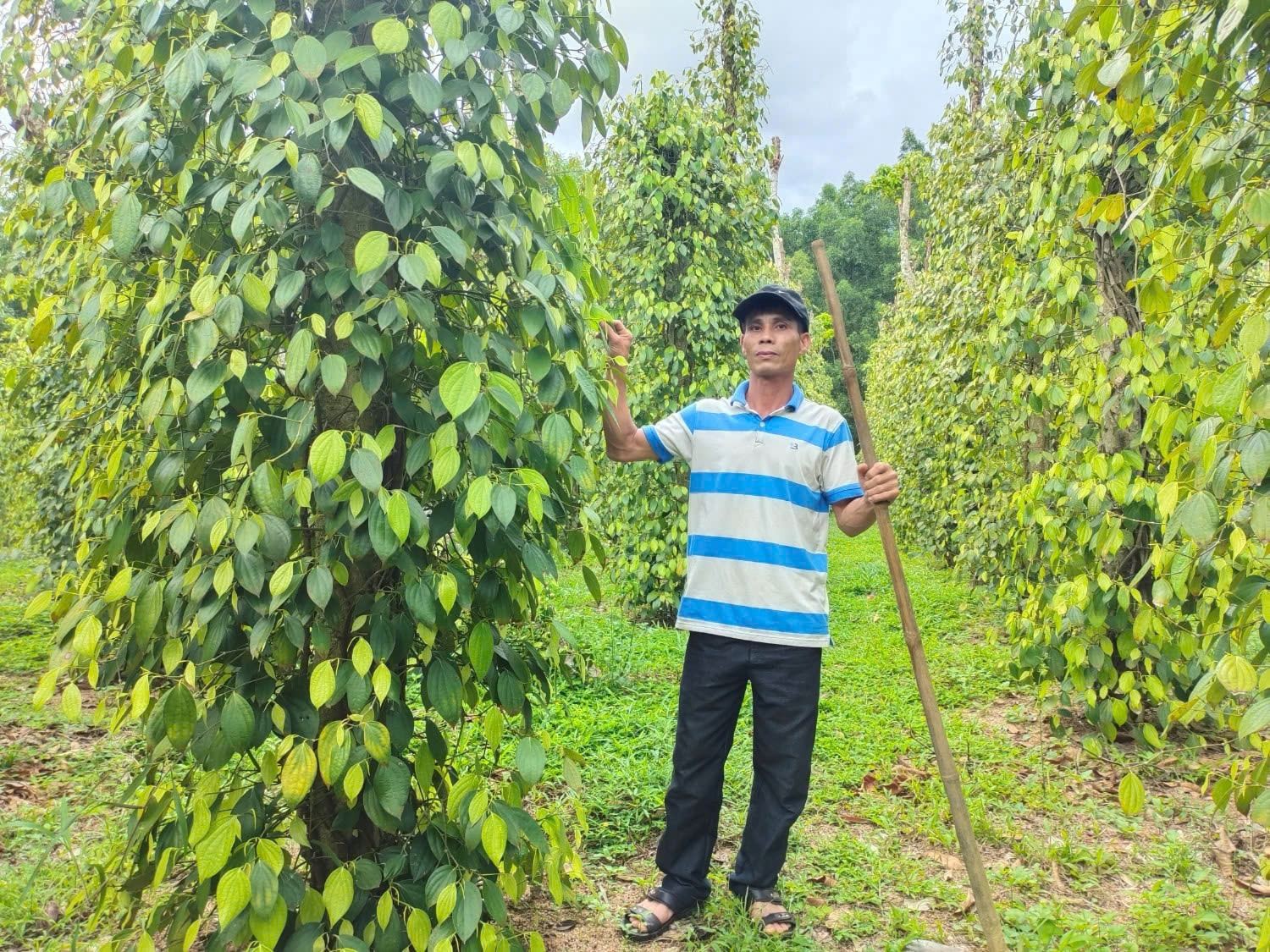 Giá tiêu trong nước bật tăng, thế giới khởi sắc trở lại