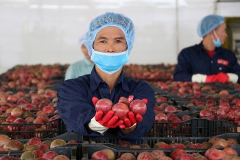 Hậu kiểm – “tấm vé giữ uy tín” cho nông sản Việt trên thị trường quốc tế