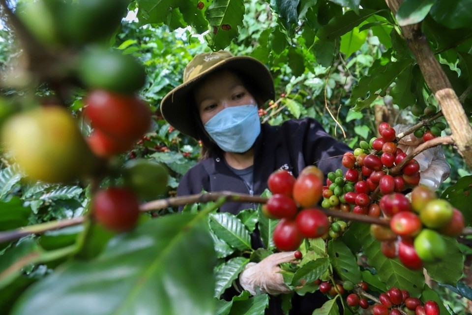 Giá cà phê giảm nhẹ, thị trường chịu áp lực từ nguồn cung và nhu cầu suy yếu