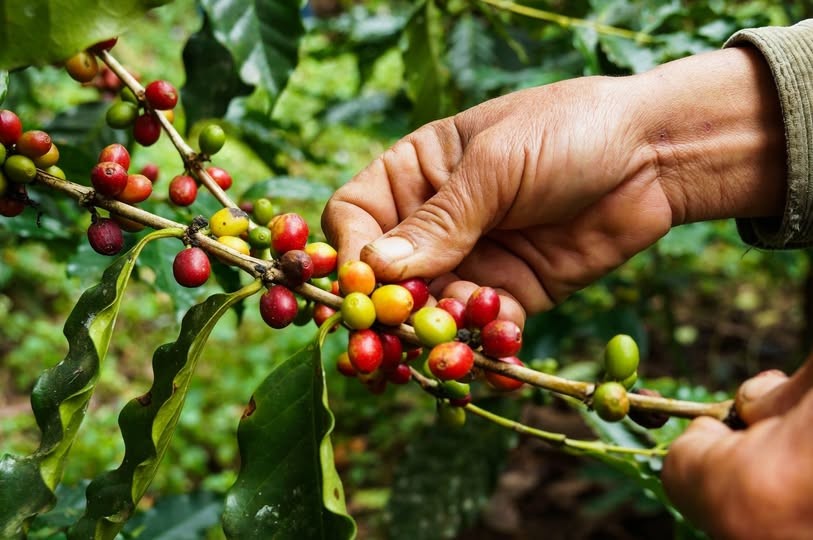 Giá cà phê ổn định trong nước, thế giới nhiều biến động nhẹ