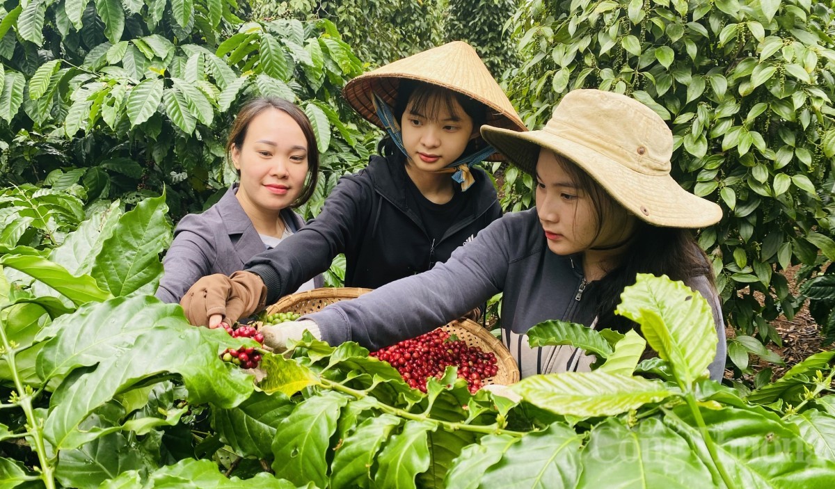 Giá cà phê giảm sâu kỷ lục: Nông dân Tây Nguyên đối mặt áp lực kép