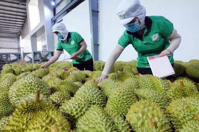 Gạo và rau quả “hụt hơi”: Cảnh báo chiến lược hay cơ hội tái cấu trúc?