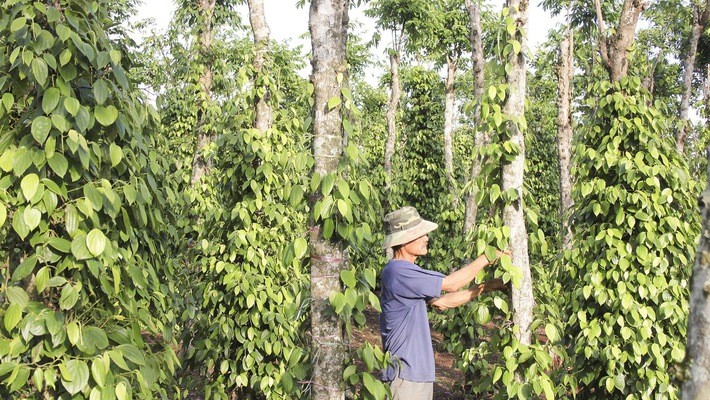Giá tiêu bật tăng mạnh, doanh nghiệp kỳ vọng xuất khẩu khởi sắc