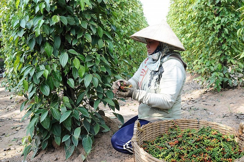 Giá tiêu tăng liên tiếp 7 ngày, chạm mốc 147.000 đồng/kg