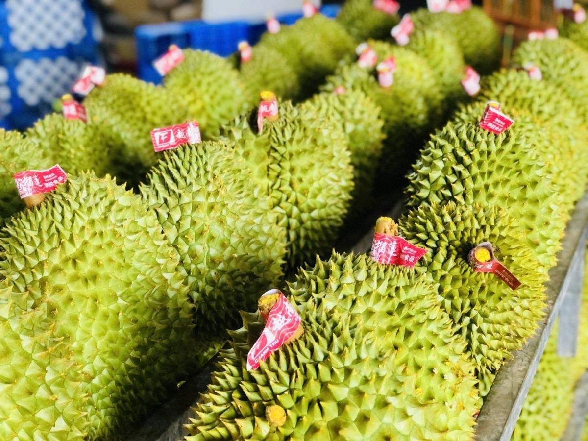 Sau ánh hào quang tỷ USD: Sầu riêng cần nâng chuẩn để giữ thị trường
