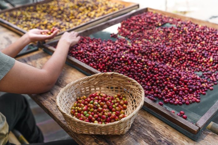 Giá cà phê trong nước đối mặt áp lực giảm mạnh do nguồn cung toàn cầu tăng vọt