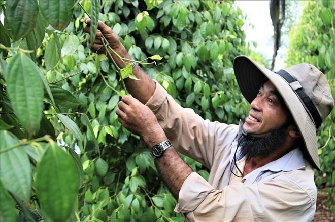 Giá tiêu hôm nay dao động quanh 140.000 đồng/kg, thị trường thế giới phân hóa nhẹ