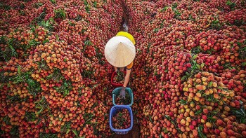 Vải thiều Lục Ngạn 2025 bội thu, xuất khẩu tăng mạnh: Thành công từ chỉ đạo tới hành động