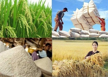 Thị trường gạo thế giới và Việt Nam tháng 6/2025: Giá giảm sâu, áp lực nguồn cung chưa dứt