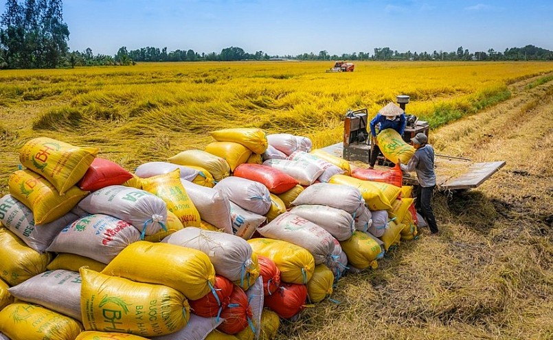 Gạo phát thải thấp mở đường cho nông nghiệp xanh Việt Nam vươn ra thế giới
