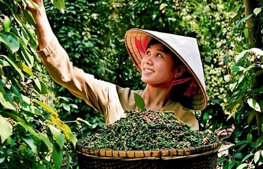Giá tiêu chững lại ở Đắk Lắk, toàn cầu ổn định trước thềm chính sách thuế mới