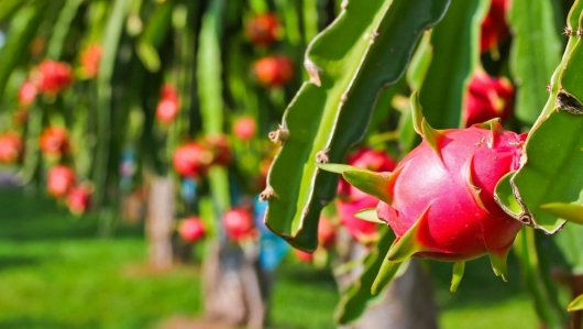 Sau chỉ đạo của Thủ tướng, thanh long xuất EU có lối ra nhưng vẫn đầy lo âu