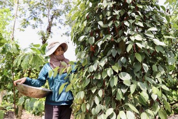 Giá hồ tiêu tăng kỷ lục: Việt Nam có tận dụng được thời cơ?