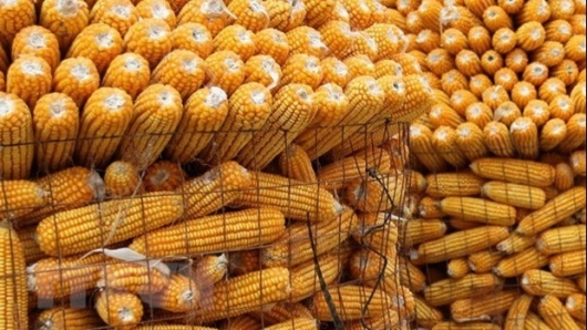 Thị trường ngô đảo chiều: Cơ hội chuyển mình của ngành chăn nuôi