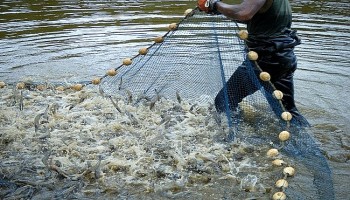 Ngành tôm Indonesia xoay trục sang Trung Quốc sau cú sốc thuế quan từ Mỹ