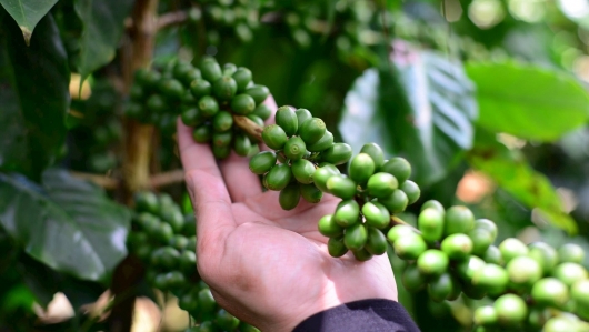 Giá cà phê chững lại ở vùng đỉnh, nông dân găm hàng chờ mốc 120.000 đồng/kg