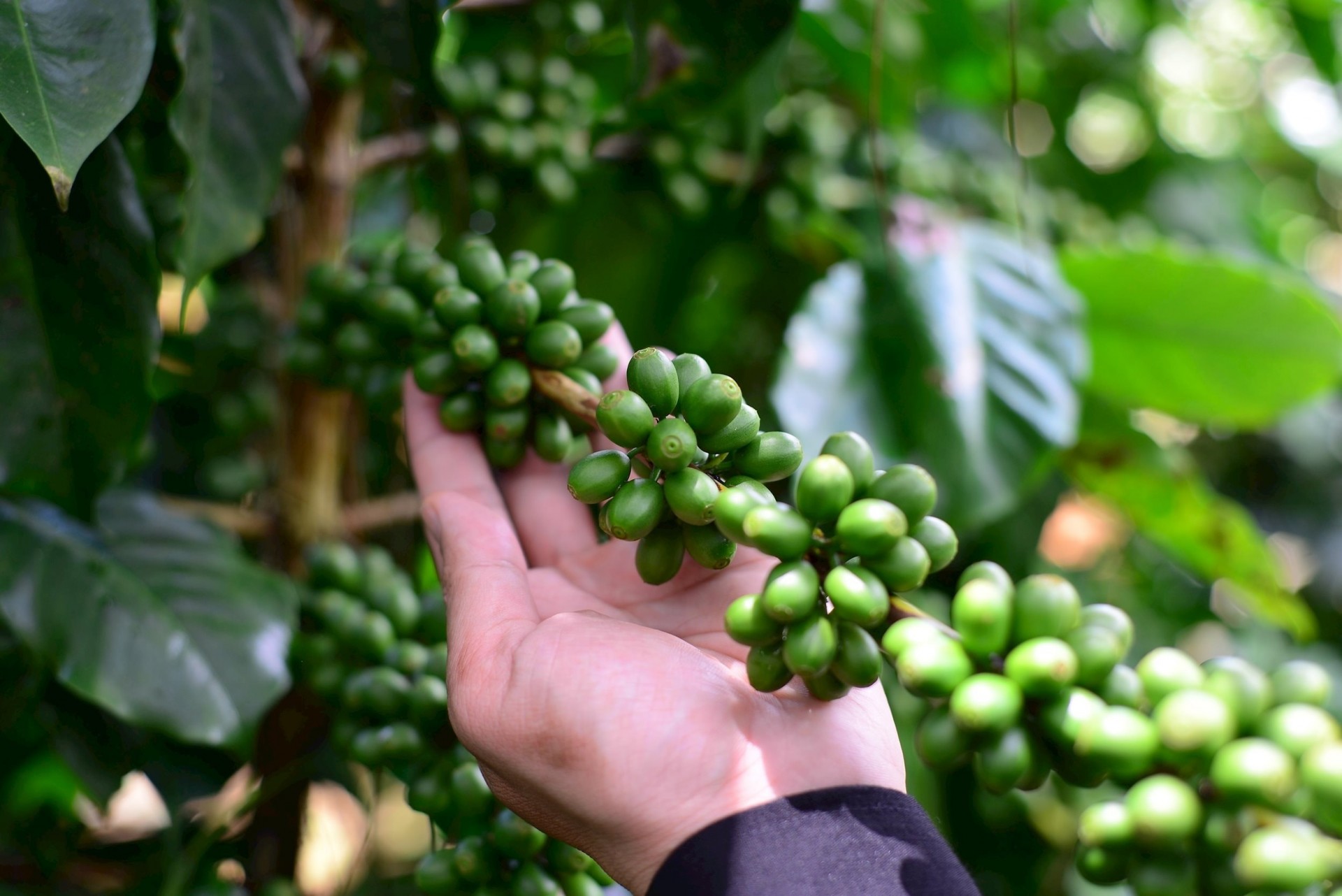 Giá cà phê chững lại ở vùng đỉnh, nông dân găm hàng chờ mốc 120.000 đồng/kg