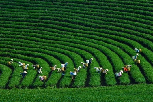 Chè Việt Nam đứng Top 5 xuất khẩu thế giới nhưng vẫn loay hoay ở “vùng trũng” giá rẻ